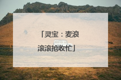 灵宝：麦浪滚滚抢收忙
