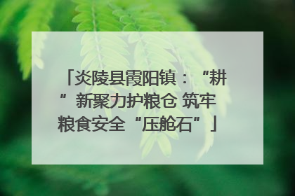 炎陵县霞阳镇：“耕”新聚力护粮仓 筑牢粮食安全“压舱石”