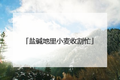 盐碱地里小麦收割忙