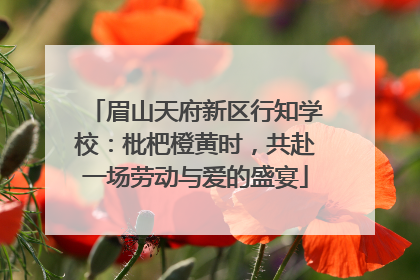 眉山天府新区行知学校：枇杷橙黄时，共赴一场劳动与爱的盛宴