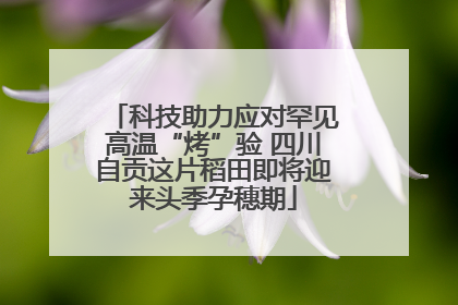 科技助力应对罕见高温“烤”验 四川自贡这片稻田即将迎来头季孕穗期