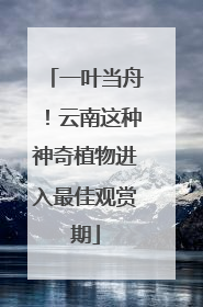 一叶当舟！云南这种神奇植物进入最佳观赏期