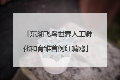 东湖飞鸟世界人工孵化和育雏首例红嘴鸥