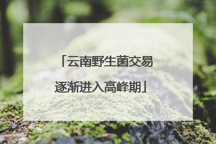 云南野生菌交易逐渐进入高峰期