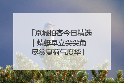 京城拍客今日精选｜蜻蜓早立尖尖角 尽赏夏荷气度华