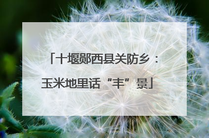 十堰郧西县关防乡：玉米地里话“丰”景
