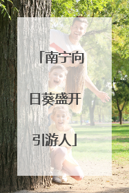 南宁向日葵盛开引游人