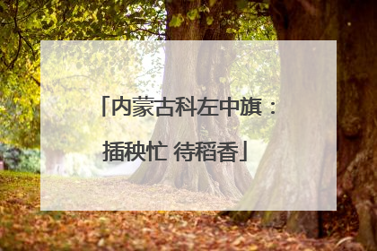 内蒙古科左中旗：插秧忙 待稻香