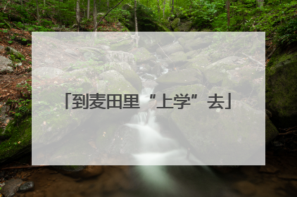 到麦田里“上学”去