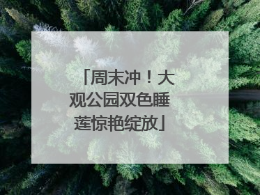 周末冲！大观公园双色睡莲惊艳绽放