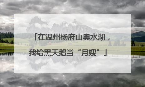 在温州杨府山奥水湖，我给黑天鹅当“月嫂”