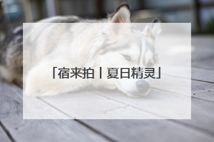 宿来拍丨夏日精灵