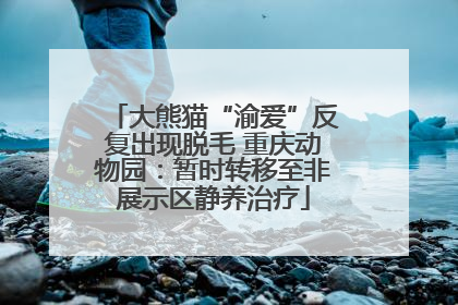 大熊猫“渝爱”反复出现脱毛 重庆动物园：暂时转移至非展示区静养治疗