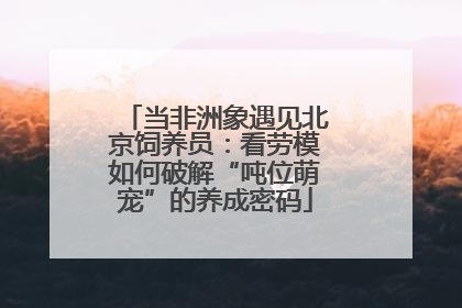 当非洲象遇见北京饲养员：看劳模如何破解“吨位萌宠”的养成密码