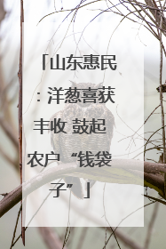 山东惠民：洋葱喜获丰收 鼓起农户“钱袋子”