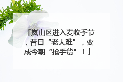 岚山区进入麦收季节，昔日“老大难”，变成今朝“抢手货”！