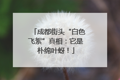 成都街头“白色飞絮”真相：它是朴绵叶蚜！