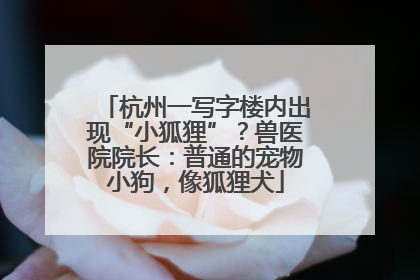 杭州一写字楼内出现“小狐狸”？兽医院院长：普通的宠物小狗，像狐狸犬