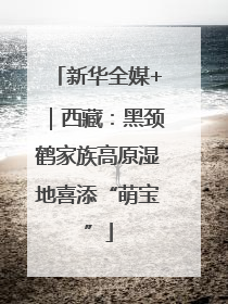 新华全媒+｜西藏：黑颈鹤家族高原湿地喜添“萌宝”