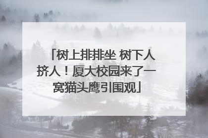 树上排排坐 树下人挤人！厦大校园来了一窝猫头鹰引围观