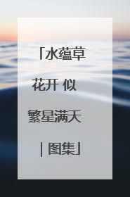 水蕴草花开 似繁星满天｜图集