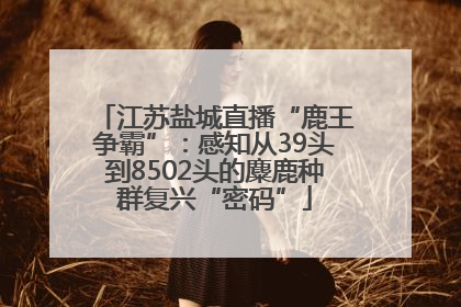 江苏盐城直播“鹿王争霸”：感知从39头到8502头的麋鹿种群复兴“密码”