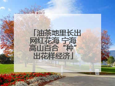 油茶地里长出网红花海 宁海高山百合“种”出花样经济