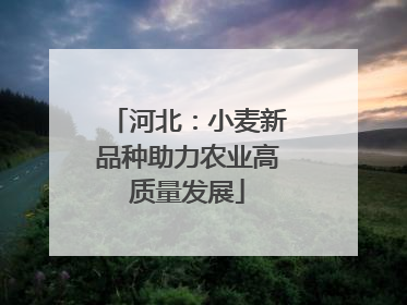 河北：小麦新品种助力农业高质量发展
