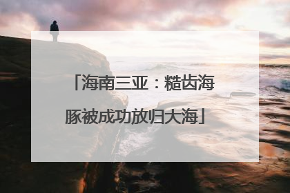 海南三亚：糙齿海豚被成功放归大海