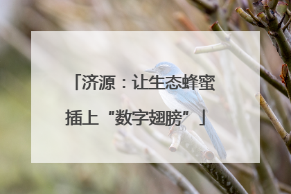 济源：让生态蜂蜜插上“数字翅膀”
