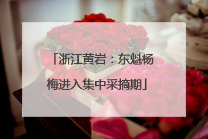 浙江黄岩：东魁杨梅进入集中采摘期