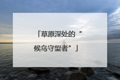 草原深处的“候鸟守望者”