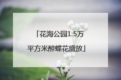 花海公园1.5万平方米醉蝶花盛放