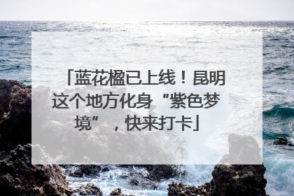 蓝花楹已上线！昆明这个地方化身“紫色梦境”，快来打卡