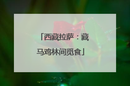西藏拉萨：藏马鸡林间觅食