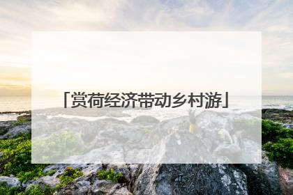 赏荷经济带动乡村游