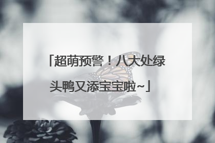 超萌预警！八大处绿头鸭又添宝宝啦~