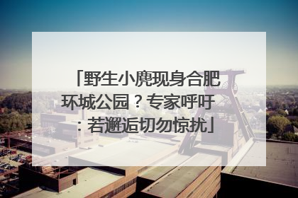 野生小麂现身合肥环城公园？专家呼吁：若邂逅切勿惊扰
