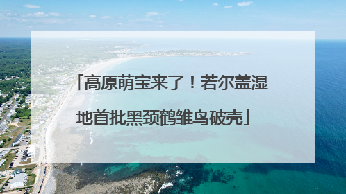 高原萌宝来了！若尔盖湿地首批黑颈鹤雏鸟破壳
